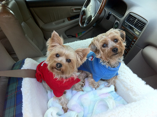 Looks like this doggy duo is ready to hit the road! But are they "up to speed" on their vaccinations? 