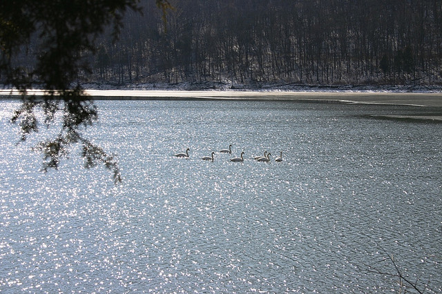 Photo Credit: "Seven Swan A-Swimming at Taylorsville Lake" © 2009 by LouisvilleUSACE (CC BY 2.0)